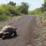 Guía para viajar a las Islas Galápagos.