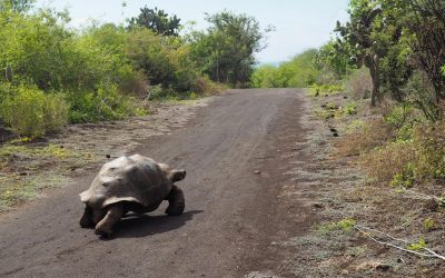Guía para viajar a las Islas Galápagos.